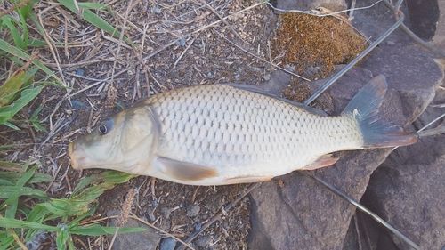 コイの釣果