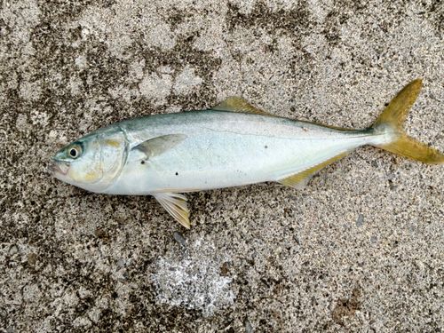 ヒラマサの釣果