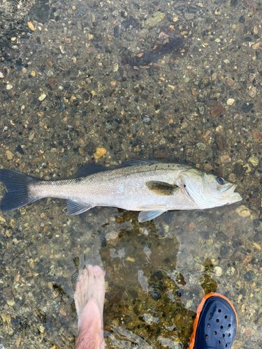 スズキの釣果