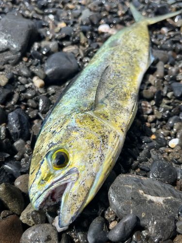 シイラの釣果