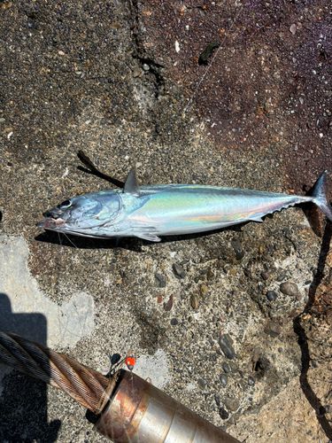 ソウダガツオの釣果