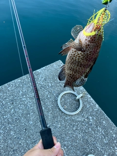 オオモンハタの釣果