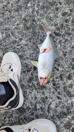 シオの釣果