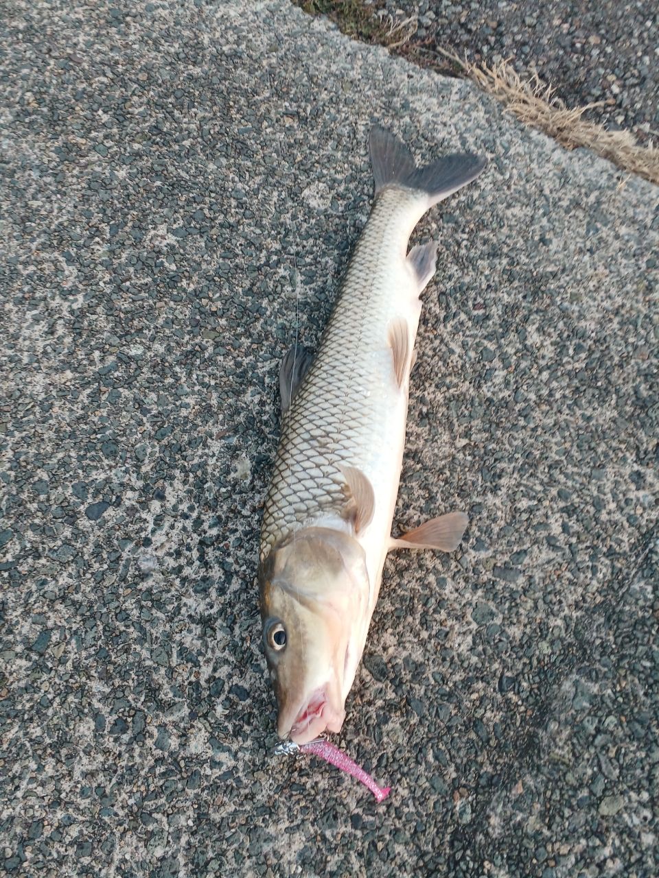 セイゴ（マルスズキ）