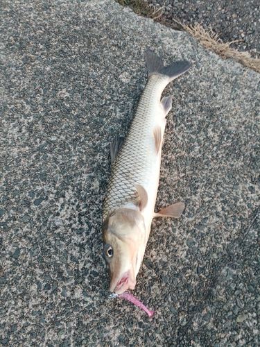 セイゴ（マルスズキ）の釣果