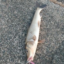 セイゴ（マルスズキ）