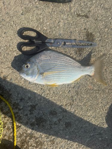 ヘダイの釣果