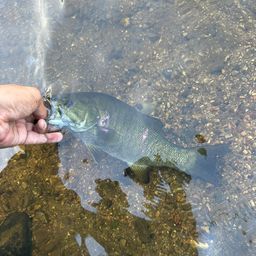 スモールマウスバス