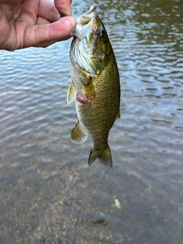 スモールマウスバスの釣果