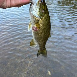 スモールマウスバス