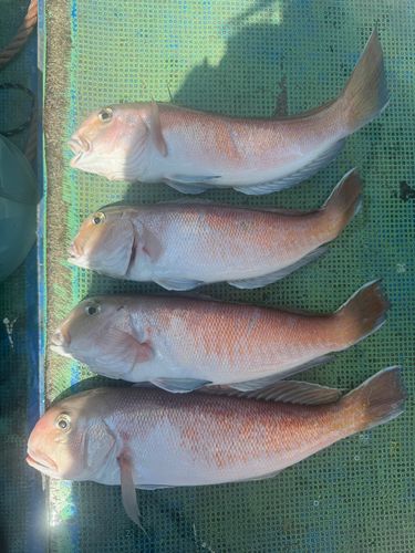 シロアマダイの釣果