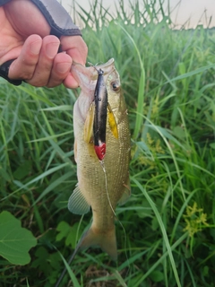 ラージマウスバスの釣果