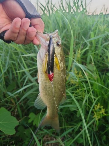 ラージマウスバスの釣果
