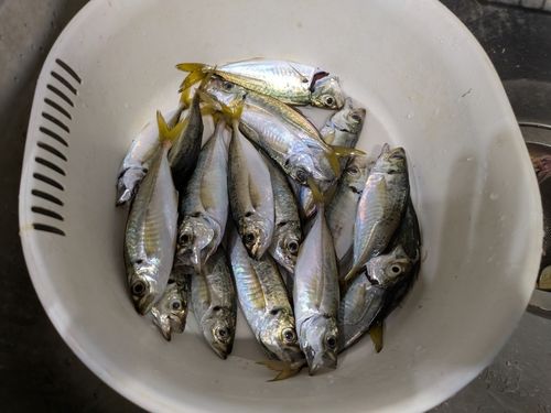 アジの釣果