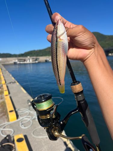 ベラの釣果