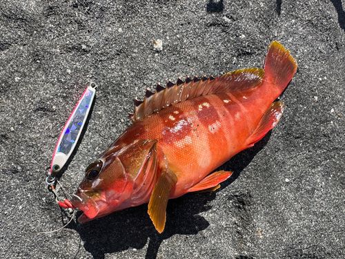 アカハタの釣果