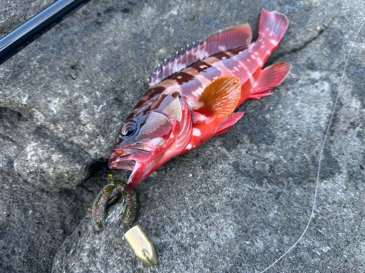 アカハタ