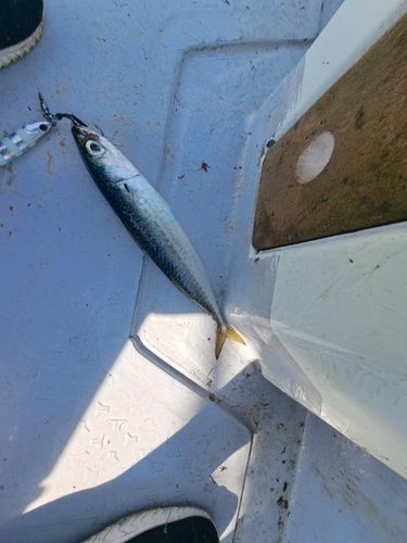 サバの釣果