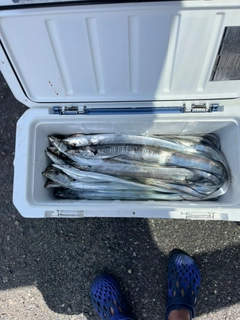タチウオの釣果