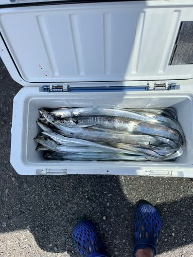 タチウオの釣果