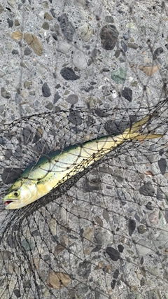 シイラの釣果