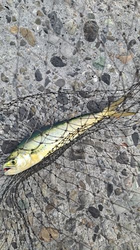 シイラの釣果