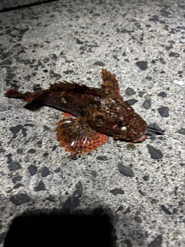 ハガツオの釣果