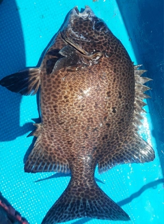 イシガキダイの釣果