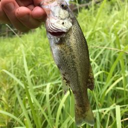 ラージマウスバス