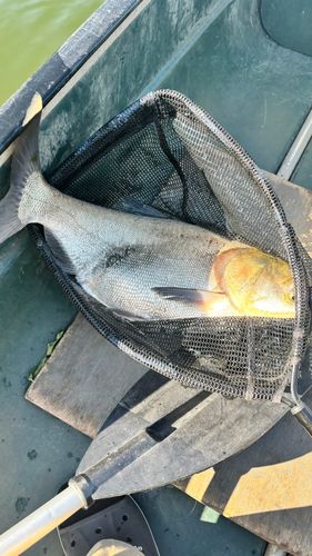 ハクレンの釣果
