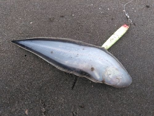 シタビラメの釣果