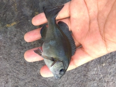メジナの釣果