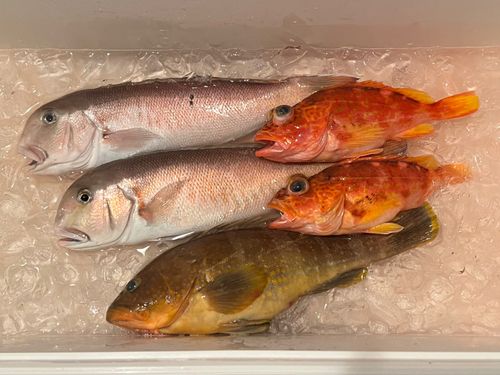 シロアマダイの釣果
