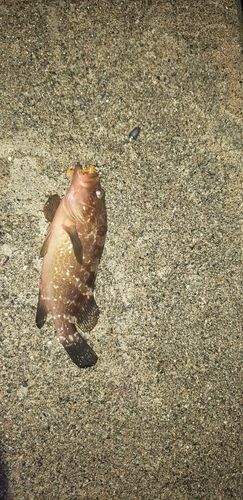 キジハタの釣果