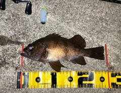 メバルの釣果