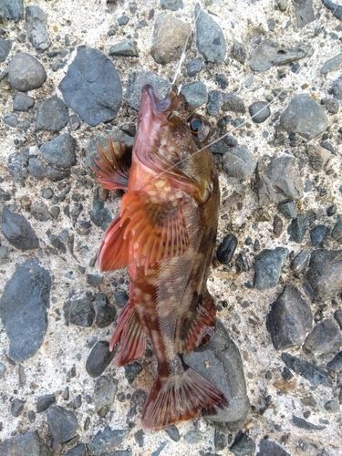 カサゴの釣果