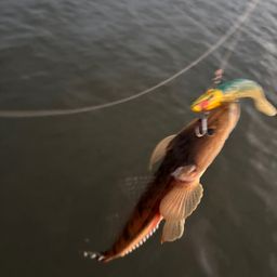 マゴチ