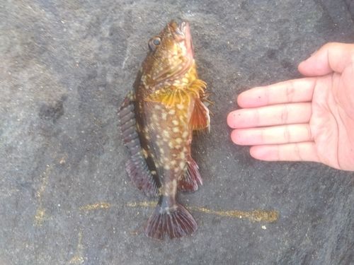 カサゴの釣果
