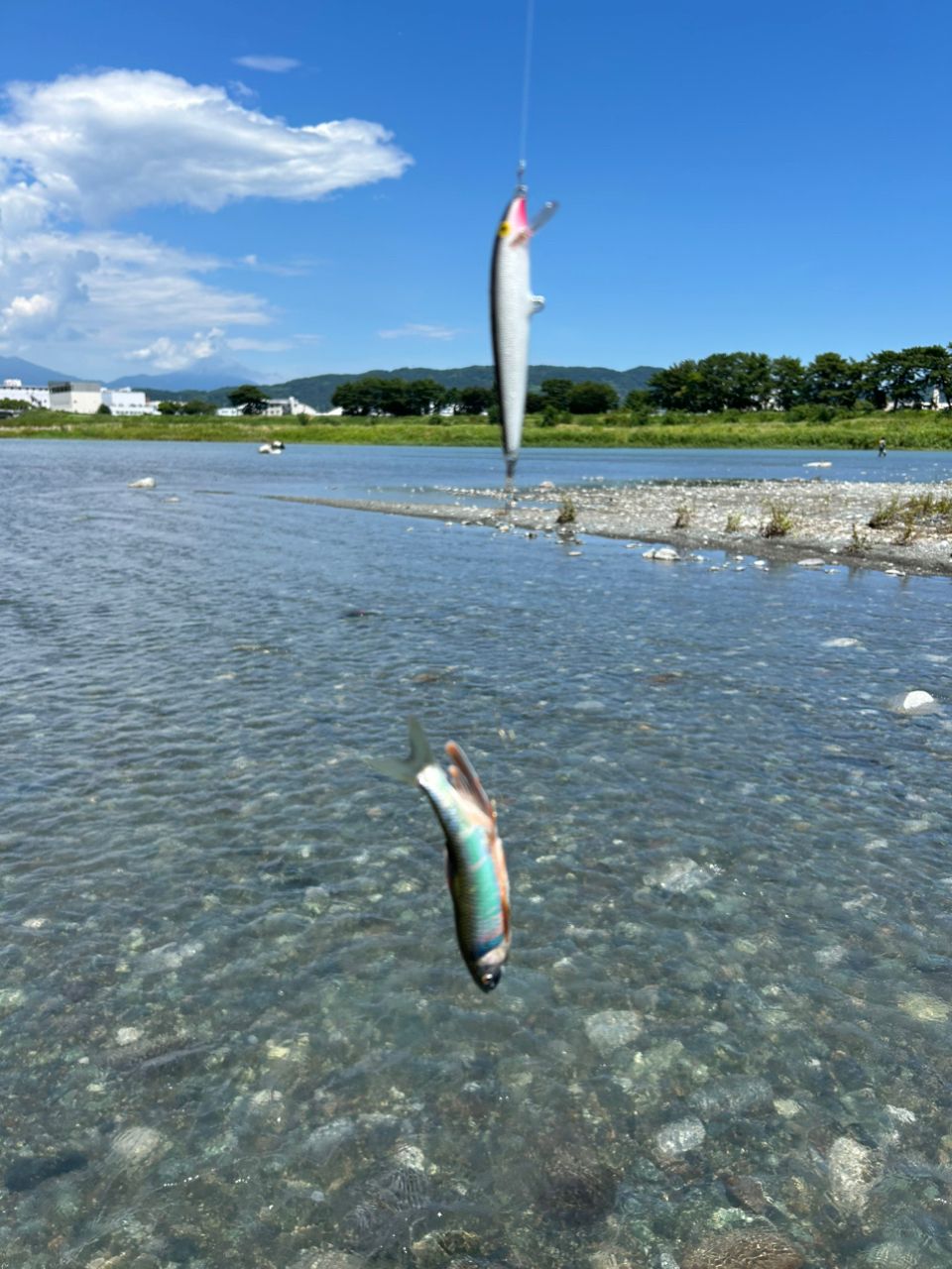 オイカワ