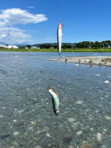 オイカワの釣果