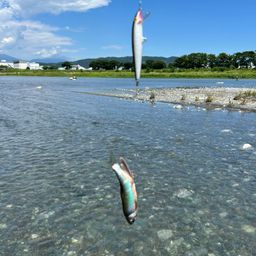オイカワ