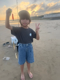 キスの釣果