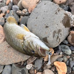 ラージマウスバス