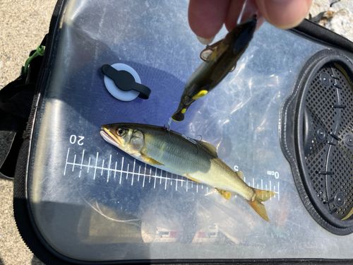 アユの釣果