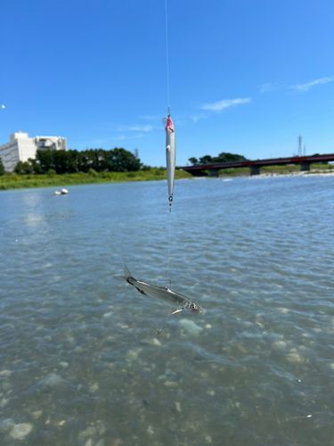 アユの釣果