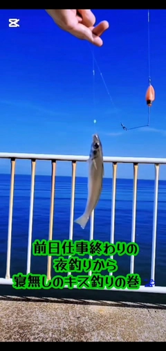 シロギスの釣果