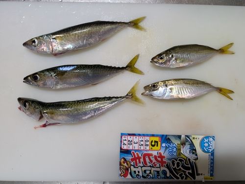 アジの釣果