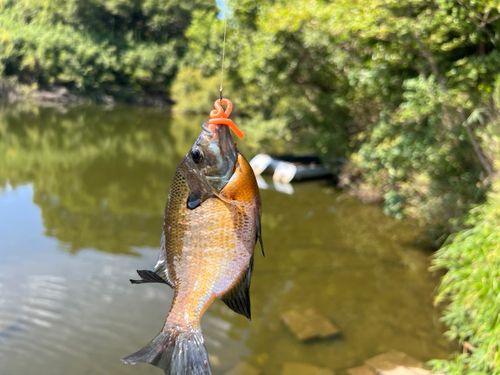 ブルーギルの釣果
