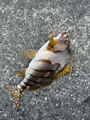 タカノハダイの釣果