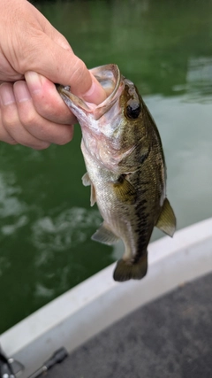 ブラックバスの釣果